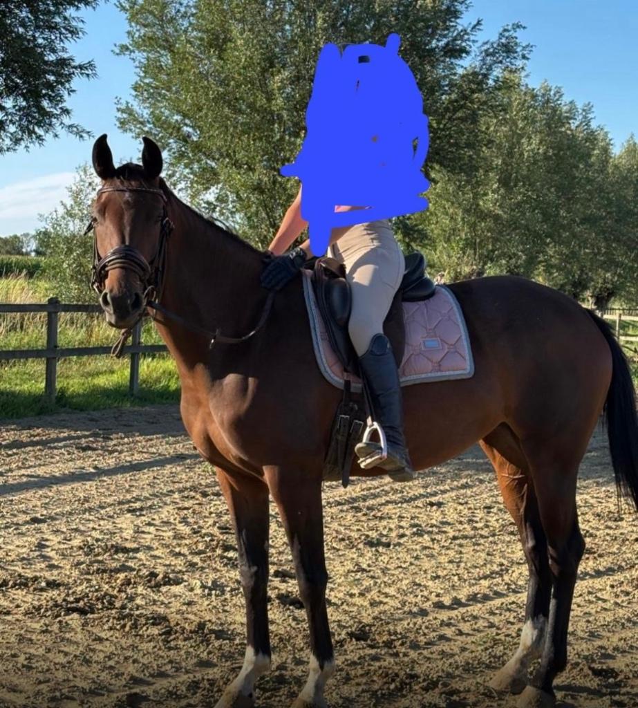 Dressuurpaard te koop, Dieren en Toebehoren, Merrie, Dressuurpaard, 3 tot 6 jaar, 165 tot 170 cm