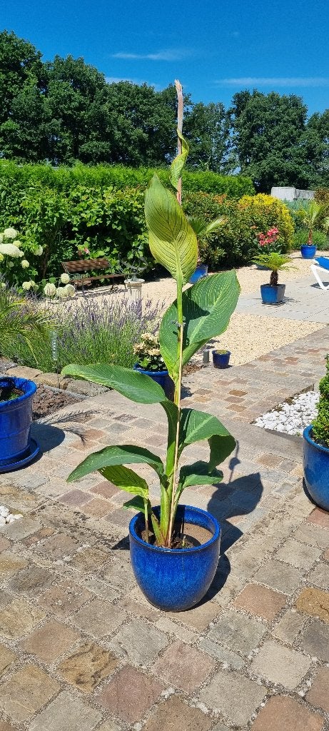 Canna Pretoria, Enlèvement