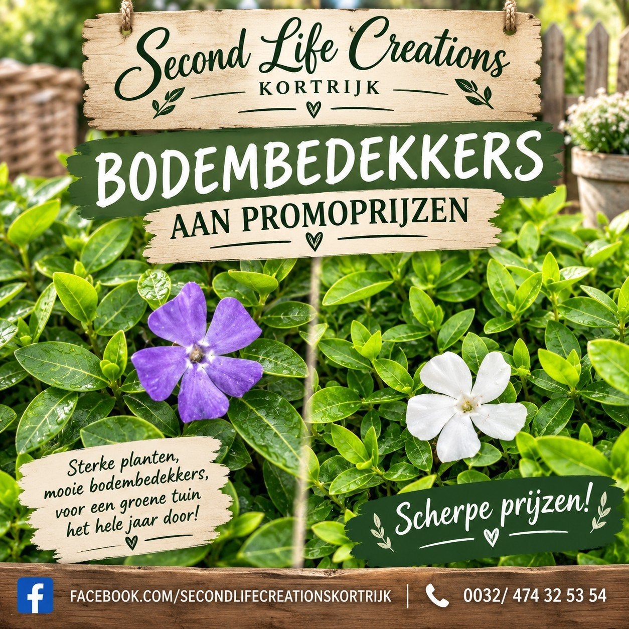‼️Bodembedekkers aan promoprijzen‼️, Tuin en Terras, Ophalen