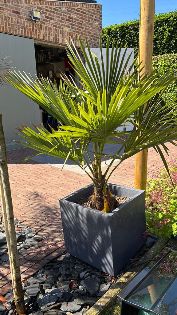 Palmboom, Tuin en Terras, Ophalen, Palmboom
