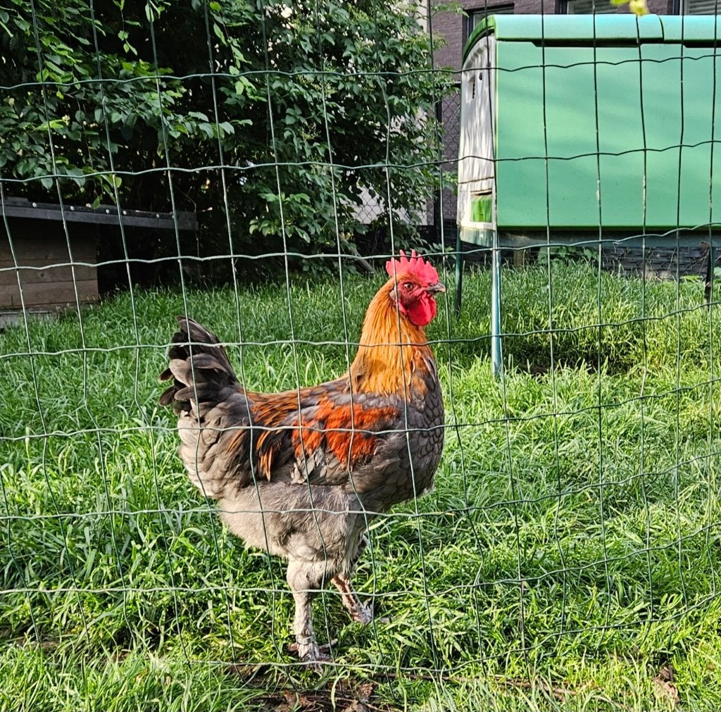 Marans hanen 2026, Mâle, Poule ou poulet