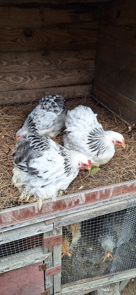 cochin kuikens, Dieren en Toebehoren