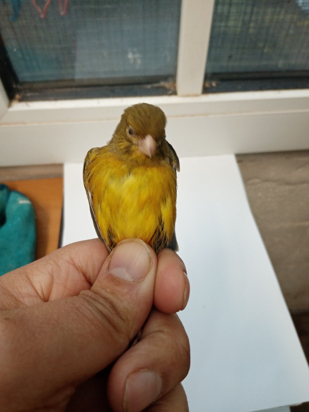 tarin venezuela métisse 2026, Dieren en Toebehoren, Vogels | Overige Vogels, Mannelijk, Wildzangvogel