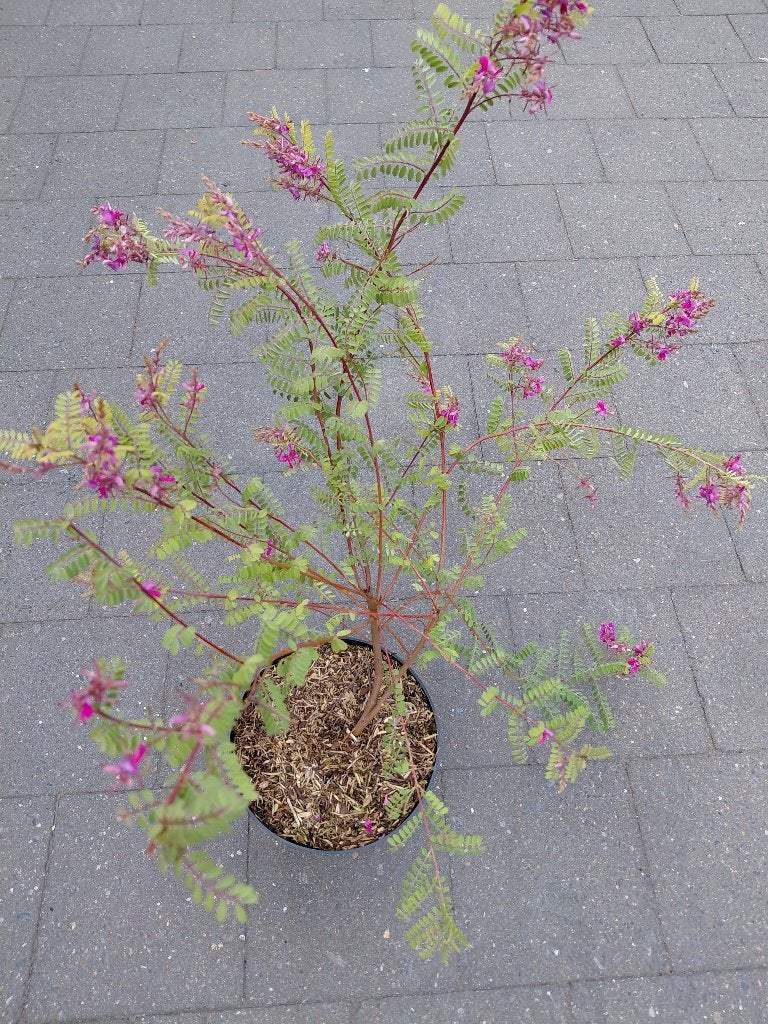 Indigofera Gerardiana, Enlèvement