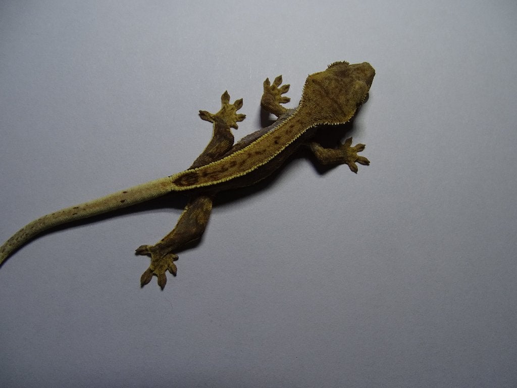 wimpergekko pinstripe, Dieren en Toebehoren, Reptielen en Amfibieën