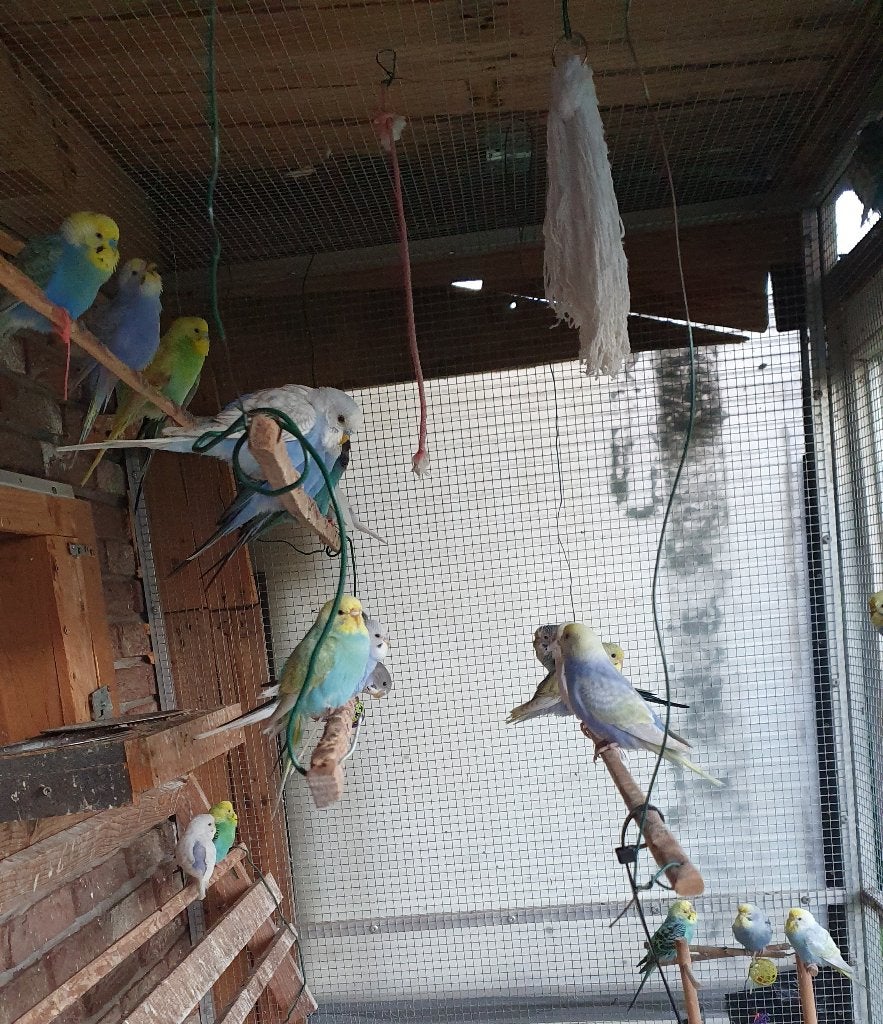 grasparkieten, Dieren en Toebehoren, Parkiet, Tam