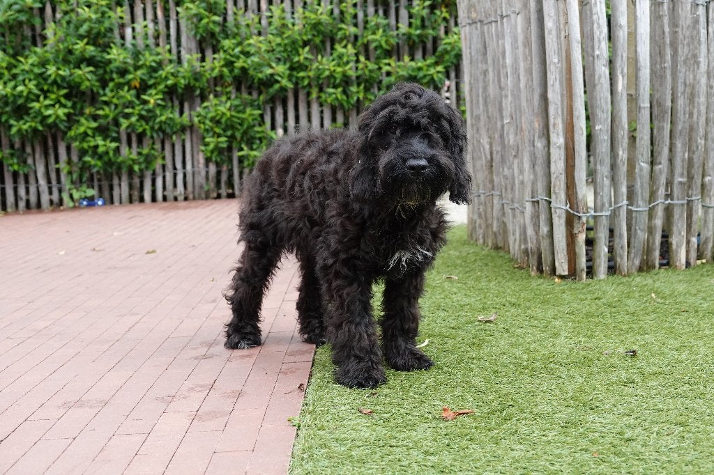 Zwart-witte Cockapoo pup, geteste ouders, België, Parvo, 15 weken tot 1 jaar, Reu