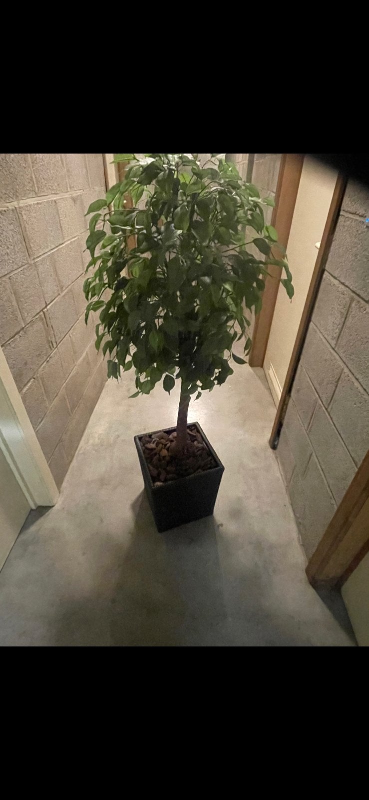 Kunstplant in pot, Huis en Inrichting, Woonaccessoires | Kunstplanten en Kunstbloemen, Ophalen, Kunstplant