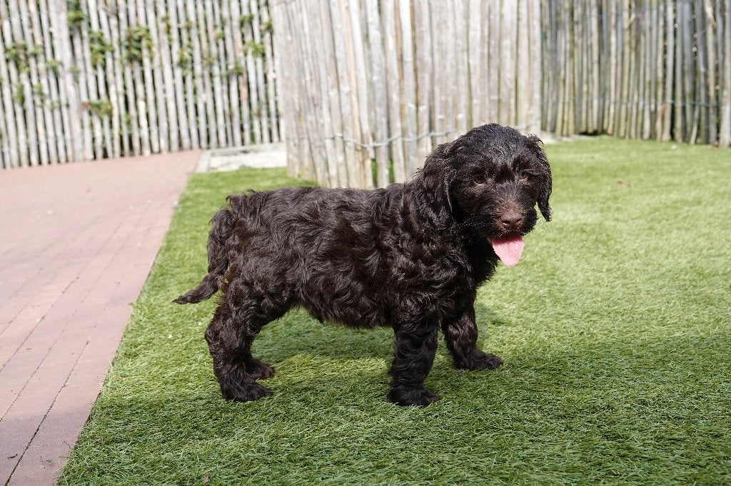 Magnifique chiot Choco mini Labradoodle, avec pedigree, Chien (mâle), Autres races, Belgique, Un chien