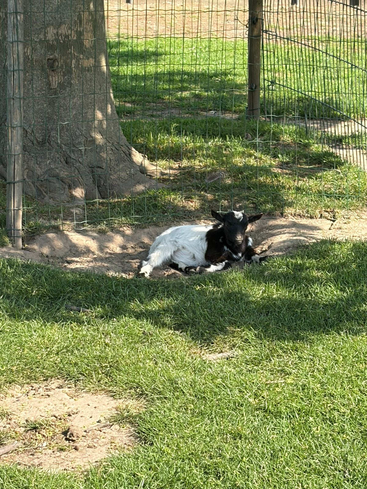 Jong geitje, Animaux & Accessoires, Femelle, Chèvre, 0 à 2 ans