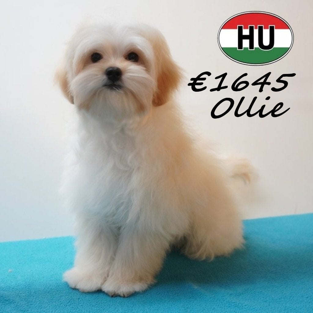 Maltipoo Ollie & Milo, een duo vol zachtheid, Dieren en Toebehoren, Honden | Chihuahua's en Gezelschapshonden, 15 weken tot 1 jaar