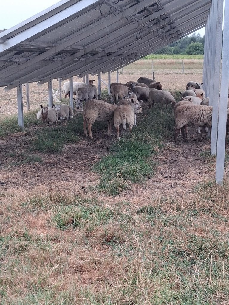 Schapen, Meerdere dieren, Schaap, 0 tot 2 jaar