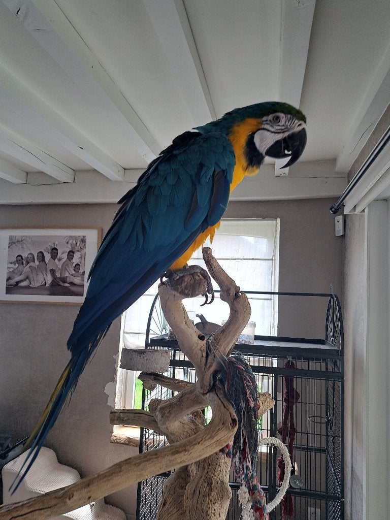 Jonge geel blauwe ara man, Dieren en Toebehoren, Mannelijk, Papegaai, Pratend