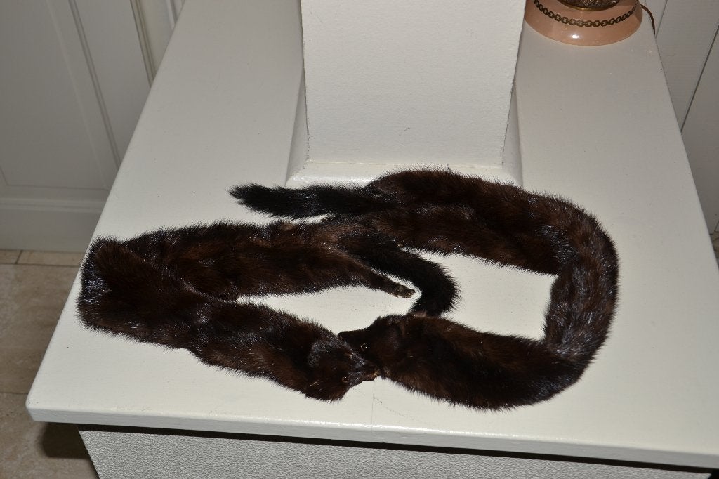 taxidermie, Enlèvement