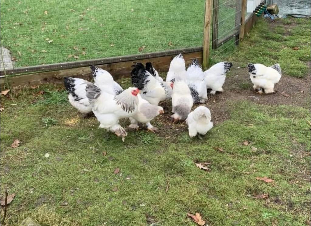 Trio Brahma kriel Wit Columbia zwart/blauw, Plusieurs animaux, Poule ou poulet