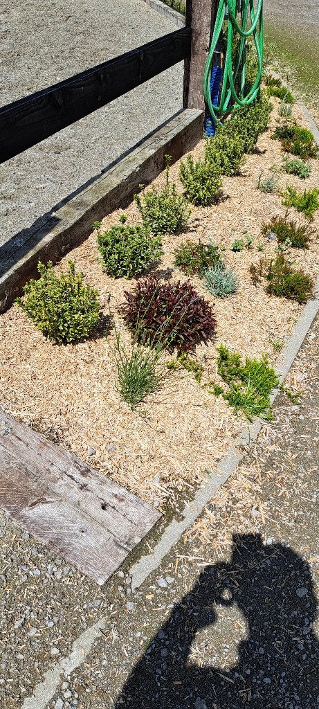 Miscanthus pour paillage, Jardin & Terrasse, Terre & Fumier, Enlèvement