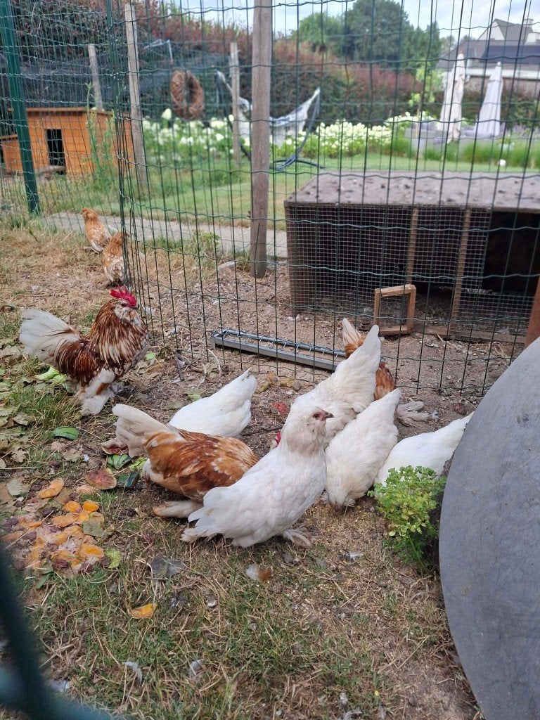 ukkelse baardkrielen, Dieren en Toebehoren, Pluimvee