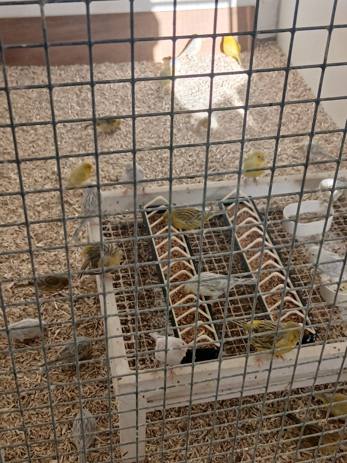race de canaris