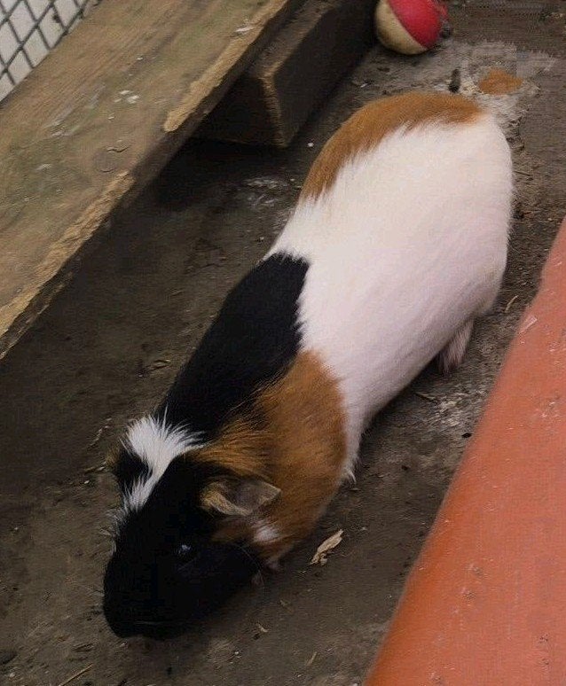 cavia beertje, Dieren en Toebehoren, Maart, Mannelijk, Cavia