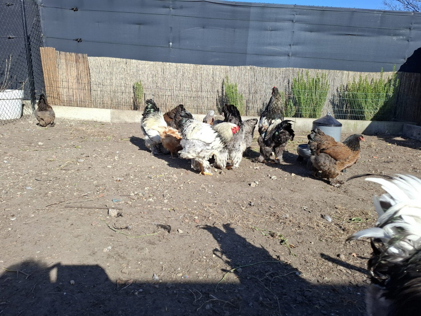 Kiepen, Dieren en Toebehoren, Pluimvee