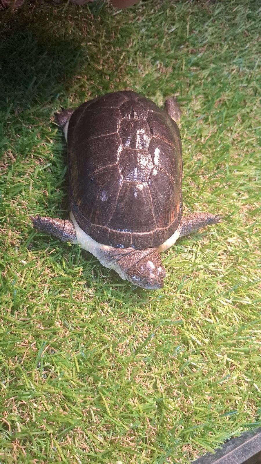 Tortues pelusios nanus, Schildpad
