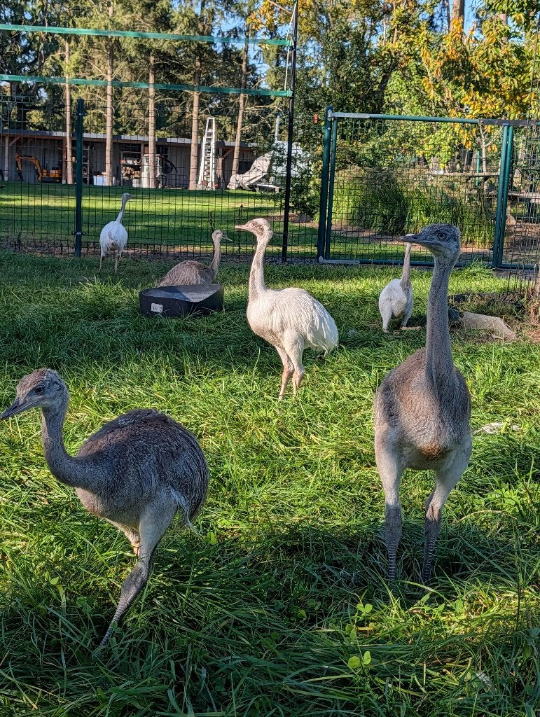 Nandoe, Animaux & Accessoires, Avril, Plusieurs animaux