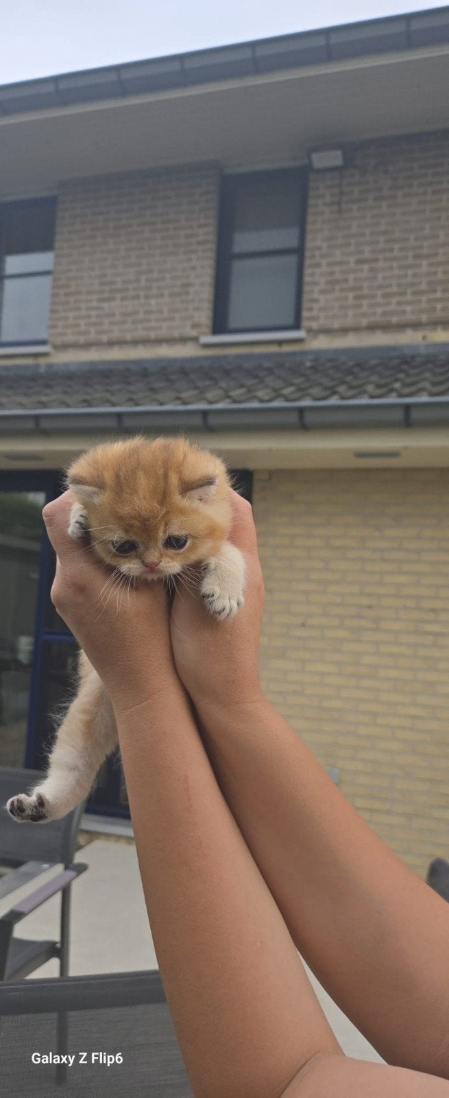 GOLDEN KATJES TE RESERVEREN, Meerdere dieren, Gechipt, 0 tot 2 jaar