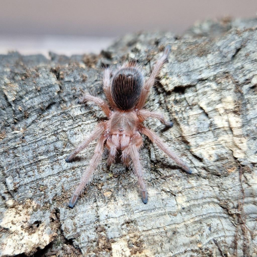 Grammostola rosea ncf