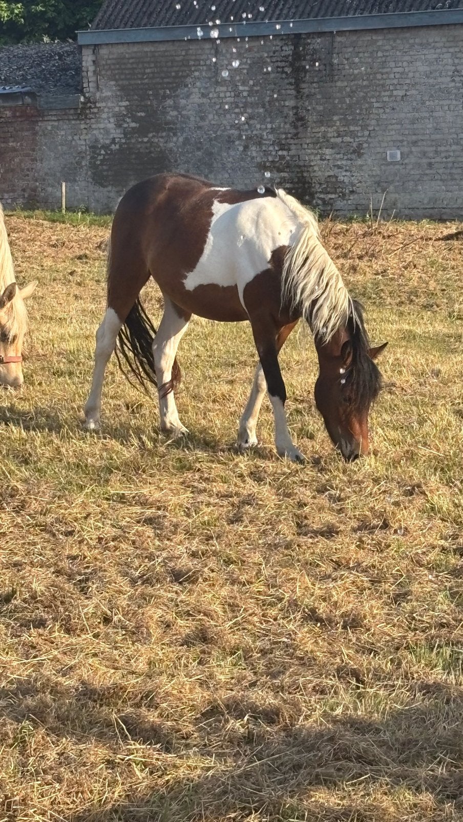 2 pony’s te koop, Jument