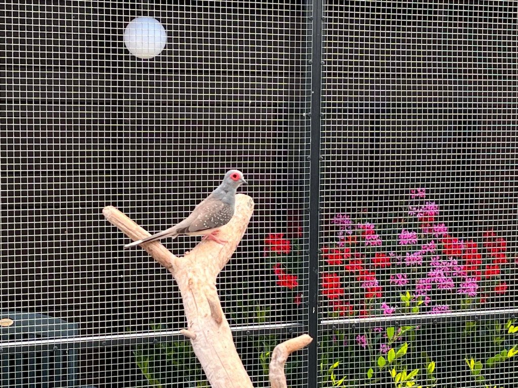 Diamantduifjes, Dieren en Toebehoren, Meerdere dieren, Overige soorten