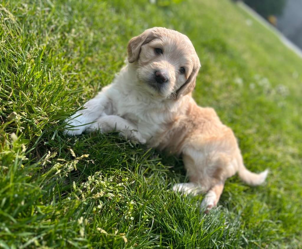 Medium goldendoodle pups, Dieren en Toebehoren, België, 8 tot 15 weken, Meerdere, Meerdere dieren