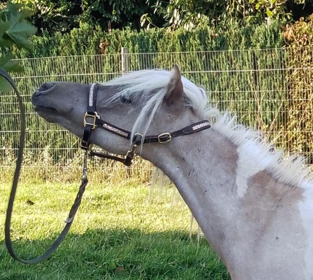 Luxe Amerikaanse Silver d Apple Pintaloosa hengst  2 jr, Dieren en Toebehoren, Pony's, Hengst, 0 tot 2 jaar