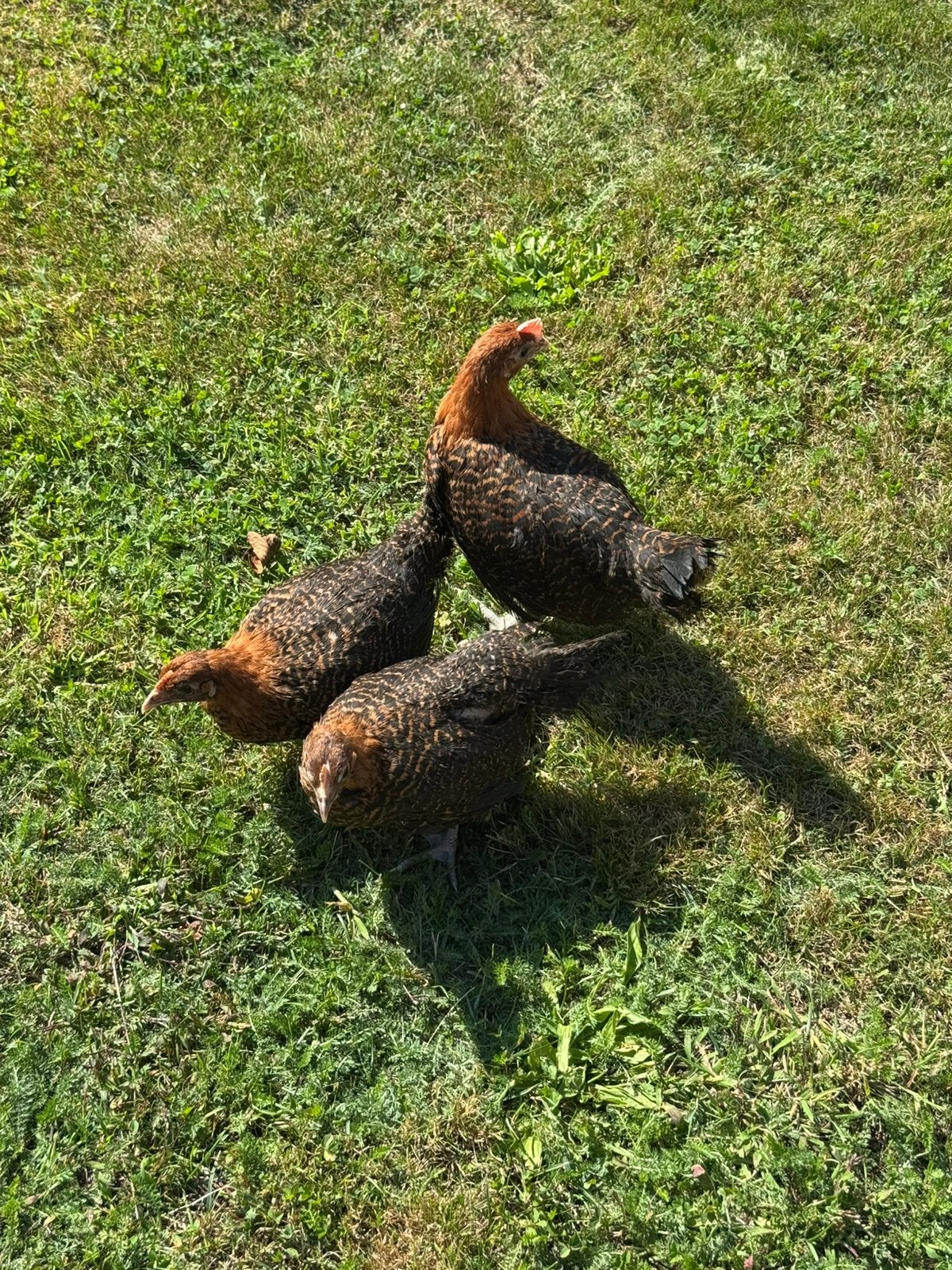 Trio brakel kuikens, Dieren en Toebehoren