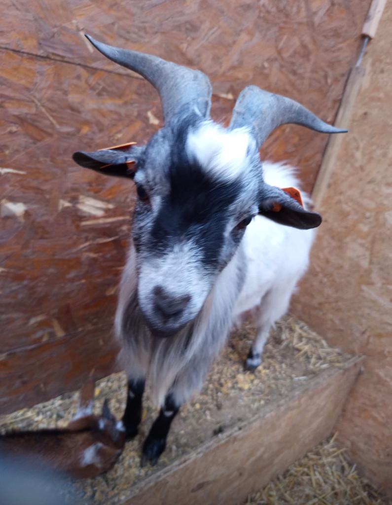 Blauwschimmel bokje, Dieren en Toebehoren, Mannelijk, Geit, 0 tot 2 jaar