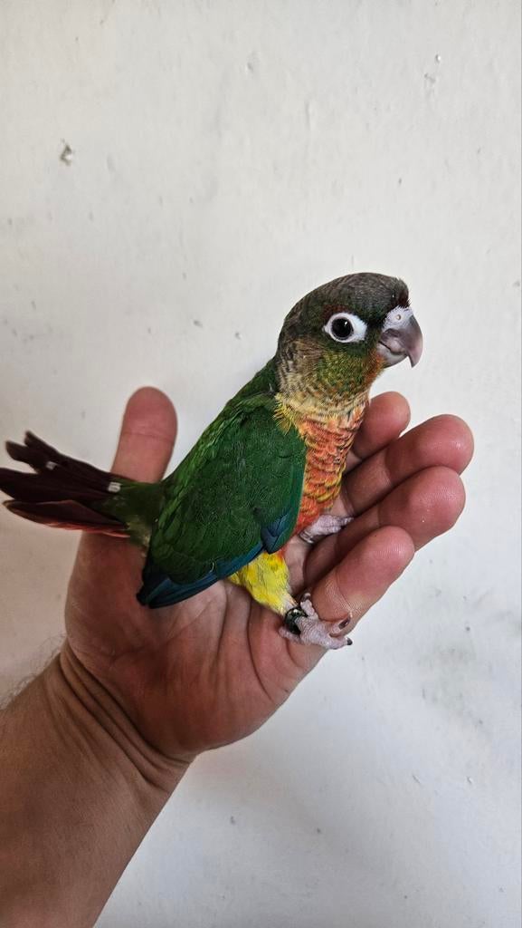 Jeunes pyrrhura molinae EAM, Animaux & Accessoires, Oiseaux | Perruches & Perroquets