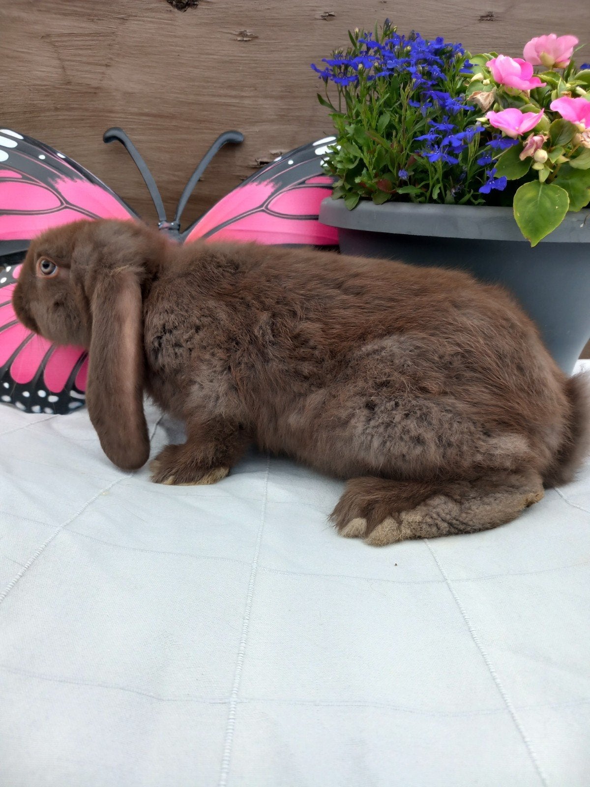 Franse hangoor voedster., Femelle, Grand, Oreilles tombantes, 0 à 2 ans