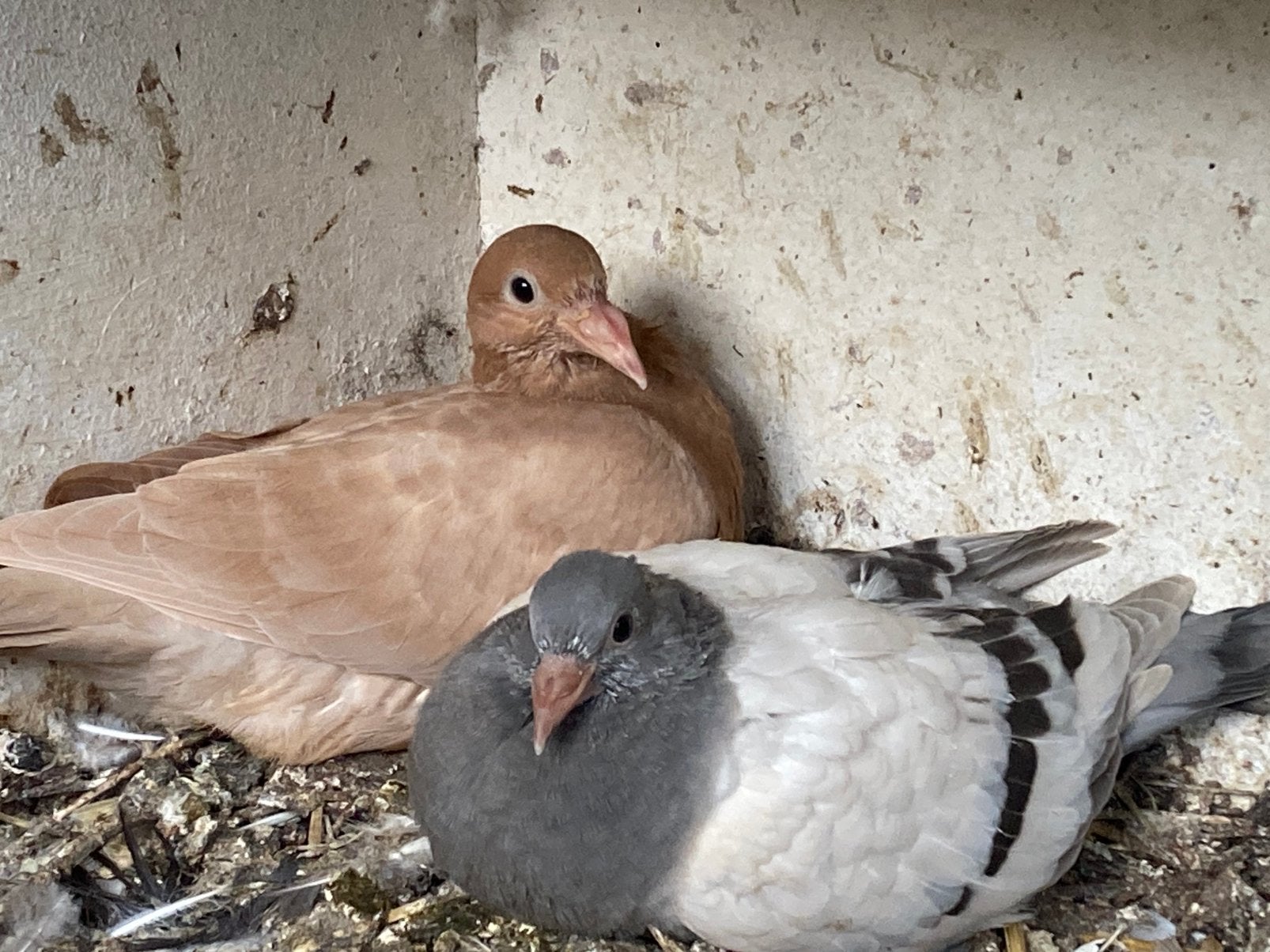 Jonge Duiven, Meerdere dieren