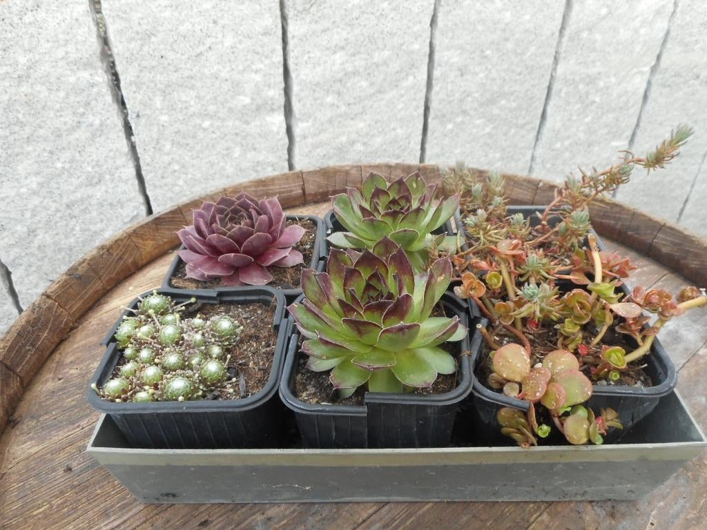 planten, Tuin en Terras, Overige soorten, Volle zon, Vaste plant, Ophalen of Verzenden