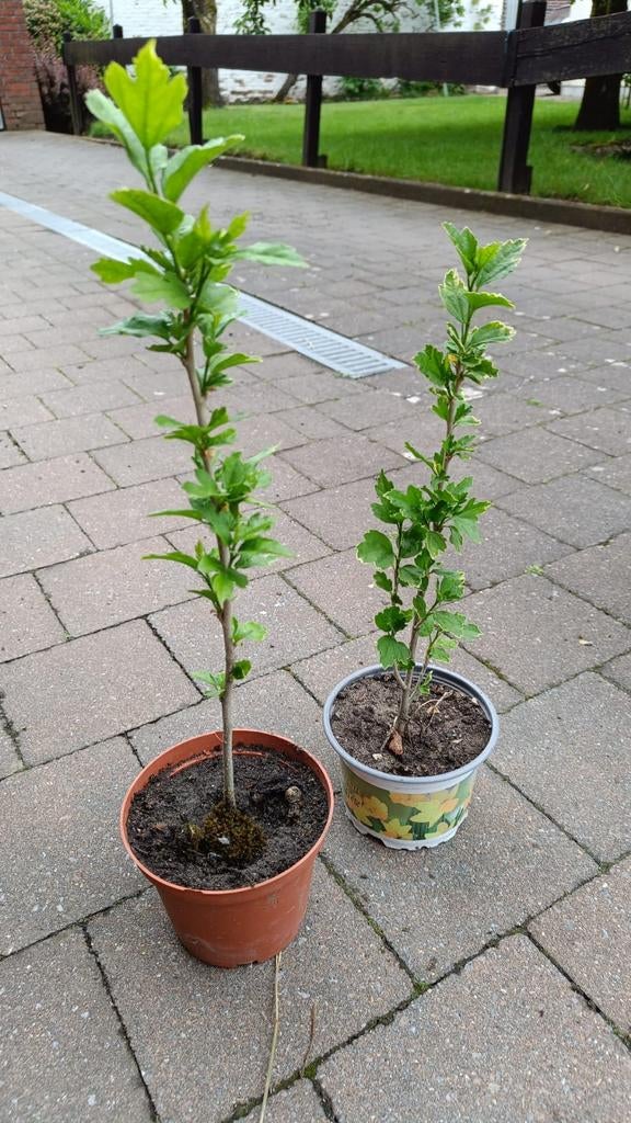Hibiscus plantjes, Jardin & Terrasse, Plantes | Arbustes & Haies, Enlèvement, Autres espèces, Arbuste, 100 à 250 cm