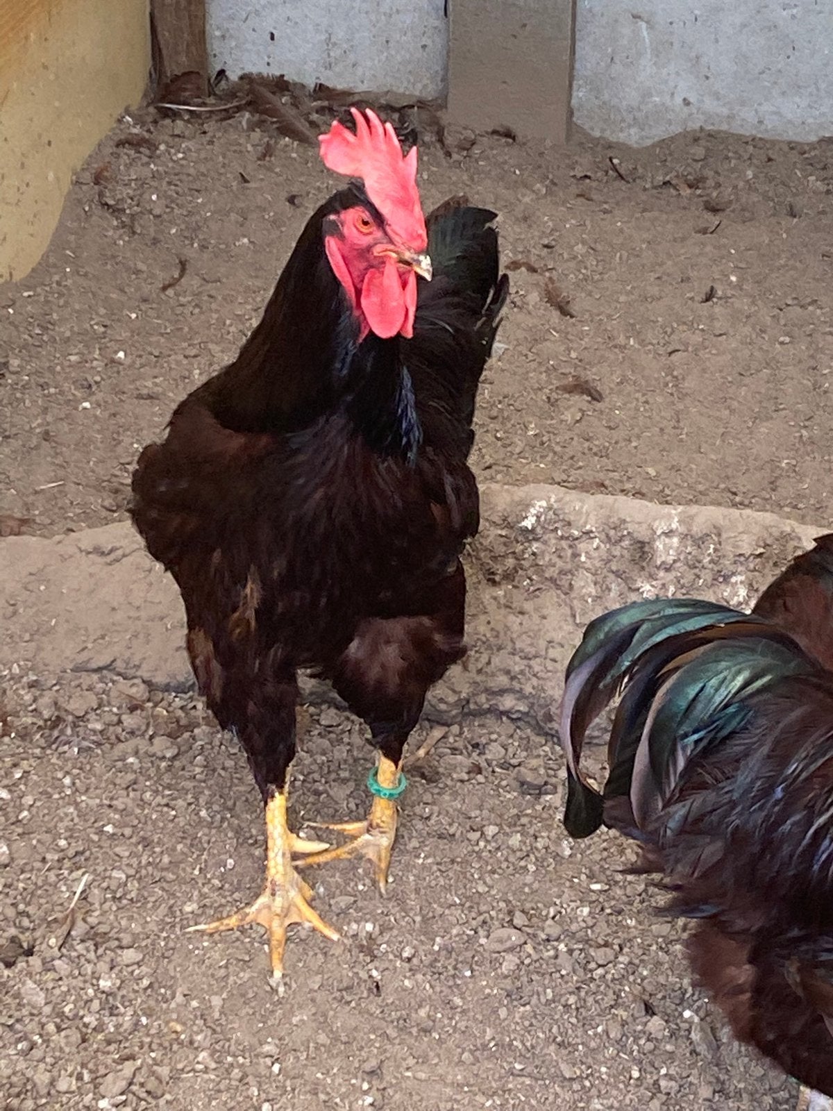 Rhode island haan, Dieren en Toebehoren, Kip