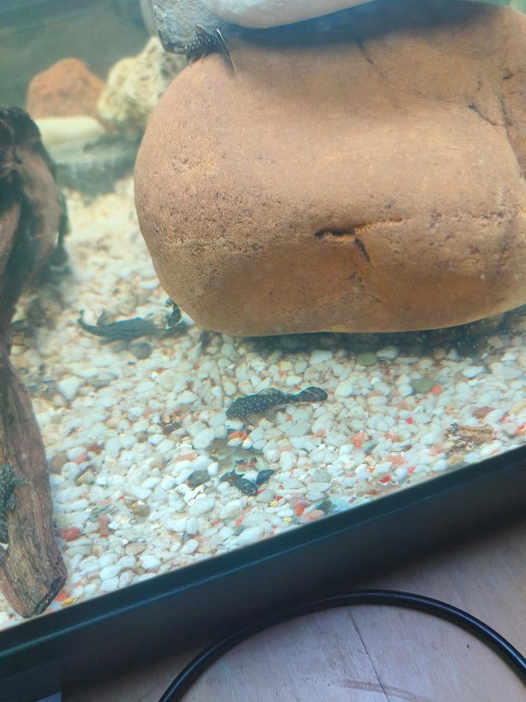 Ancitrussen, Dieren en Toebehoren, Vissen | Aquariumvissen