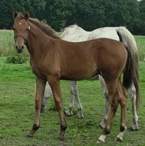 Ter veiling: Veulens, Fokmerries en meer!, Dieren en Toebehoren, Meerdere dieren, Met stamboom