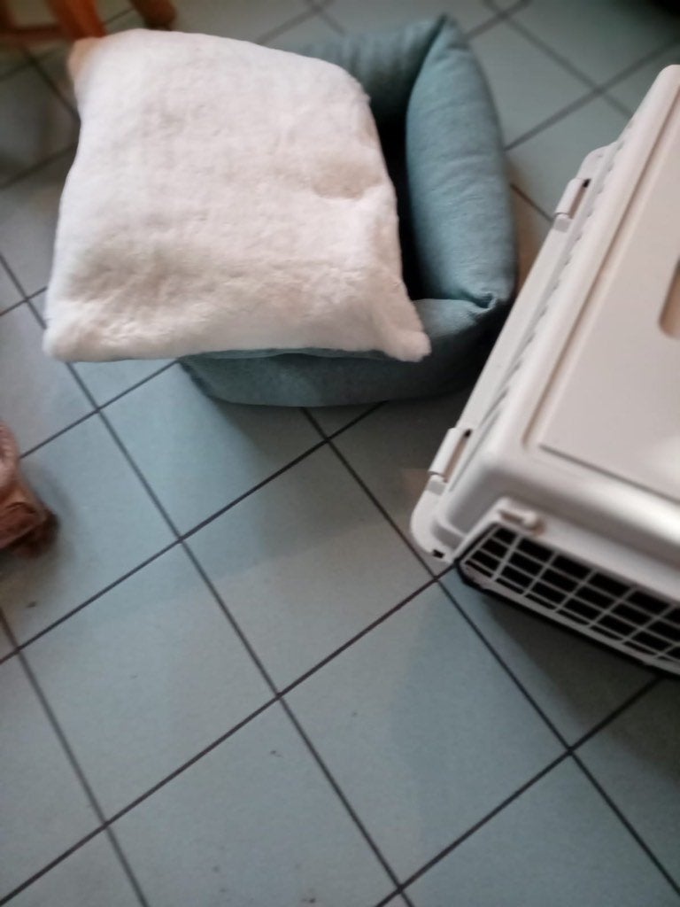 Cage et coussin pour chat, Enlèvement, Comme neuf