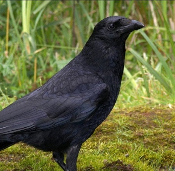 GEZOCHT!!!, Dieren en Toebehoren