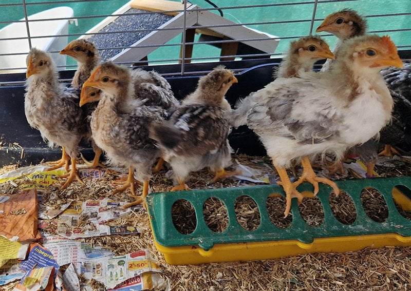 Jonge haantjes Cream Legbar (3 weken), Dieren en Toebehoren, Pluimvee, Mannelijk, Kip