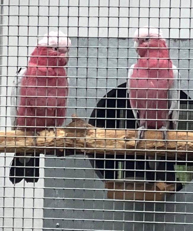Koppel rosé kaketoes