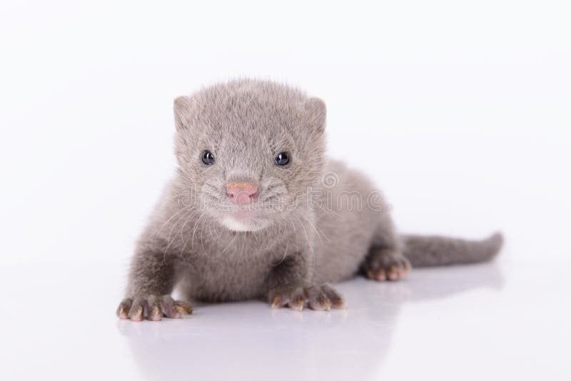 Zoek naar gedomesticeerde nerts, Dieren en Toebehoren, Overige Dieren, Maart