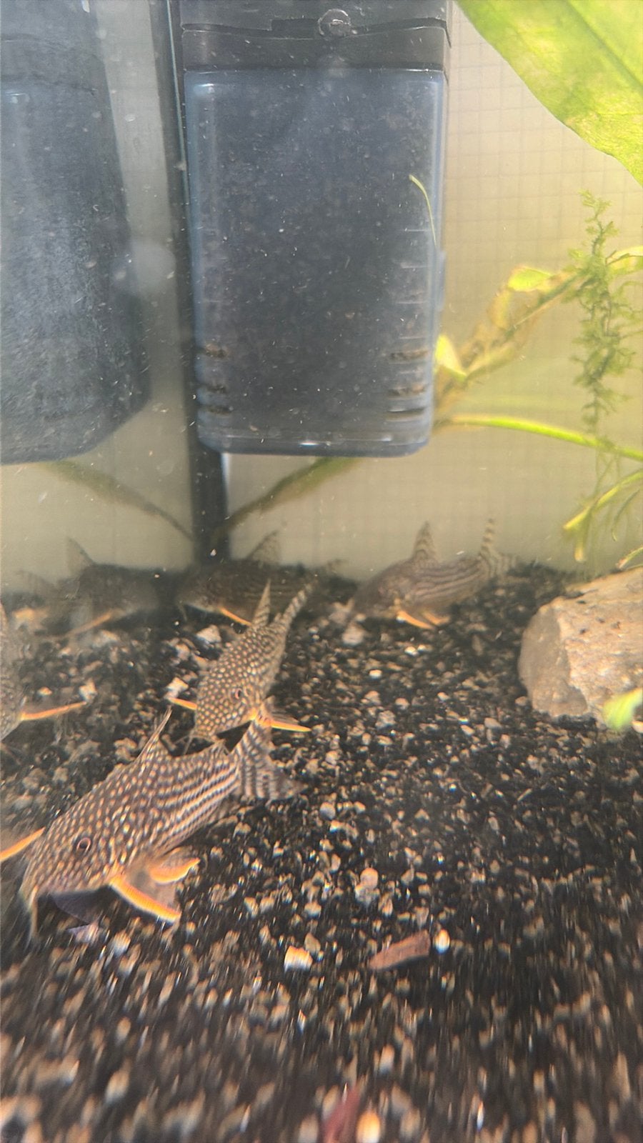 9 sterbai corydoras, Animaux & Accessoires, Poissons | Poissons d'aquarium, Poisson, Banc de poissons