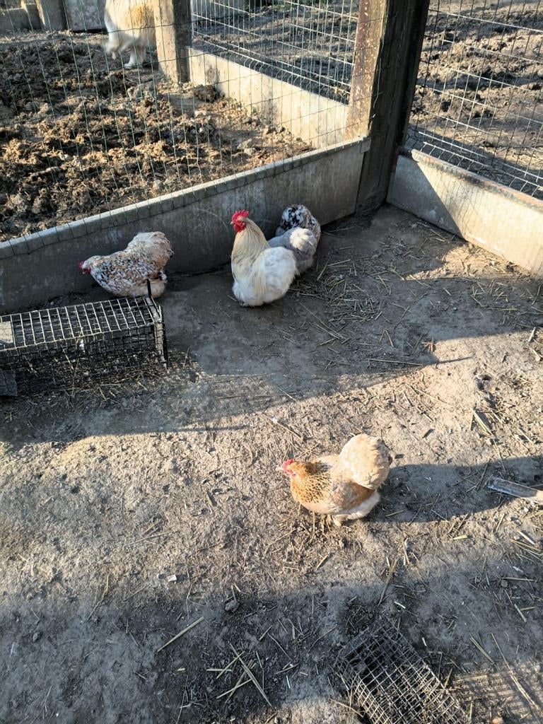 Broedeieren cochin kipjes, Geslacht onbekend, Kip