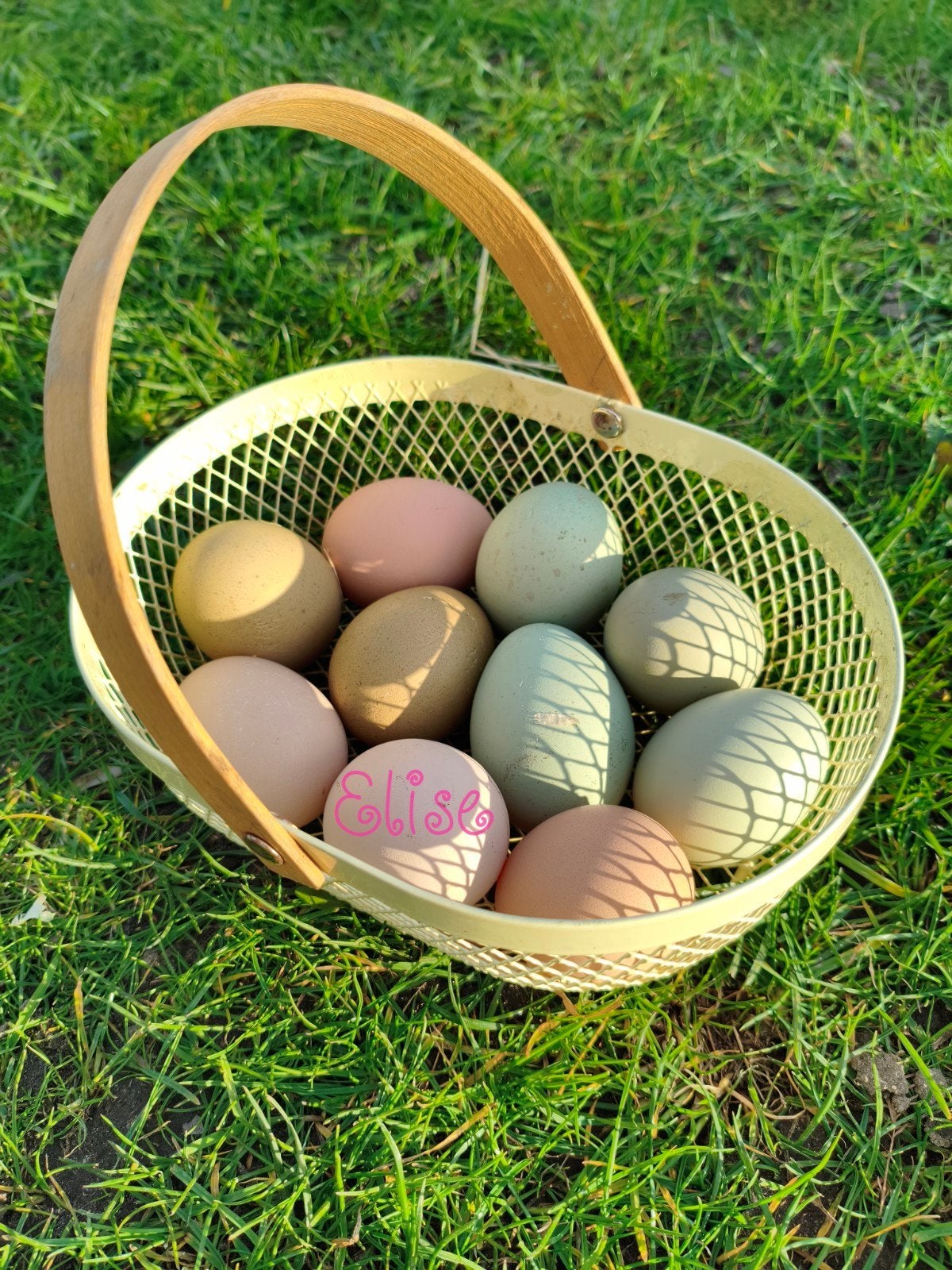 Broedeieren kleurleggers groenleggers olijfleggers kippen, Poule ou poulet